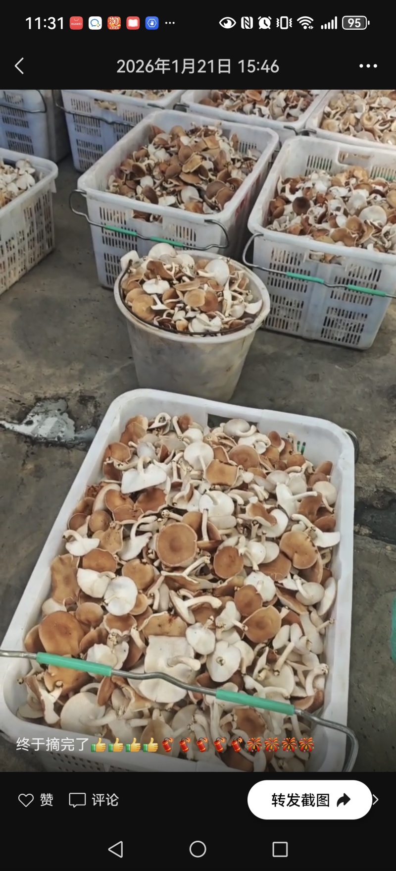 云南大理小香菌/香菇/小香蕈
