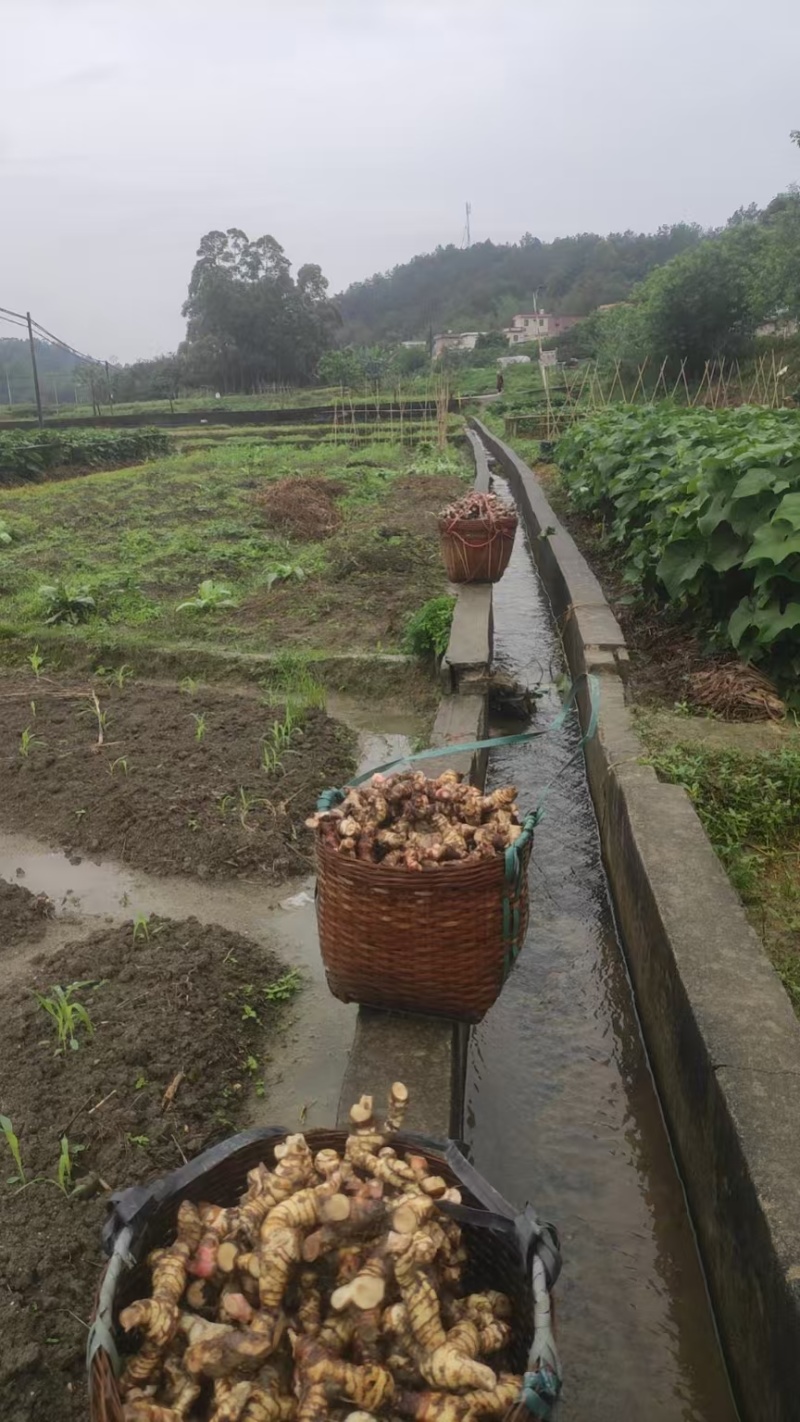广东产地直供泰国南姜白皮南姜