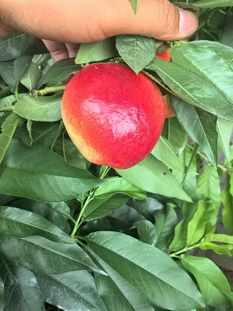 中油十八大棚货