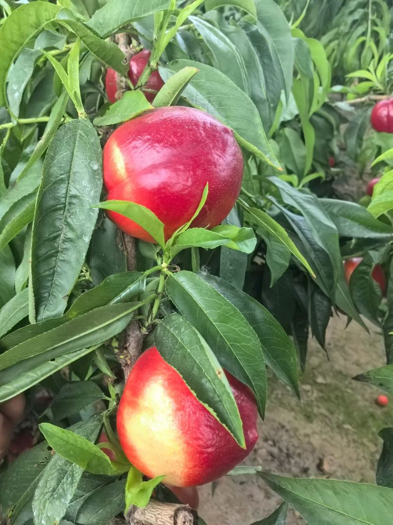中油十八大棚货