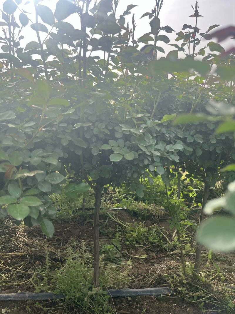 棒棒糖月季，基地直发，全国发货，量大从优，诚信经营