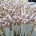 花生芽水培花生芽批发零售均可支持定制规格欢迎视频看货