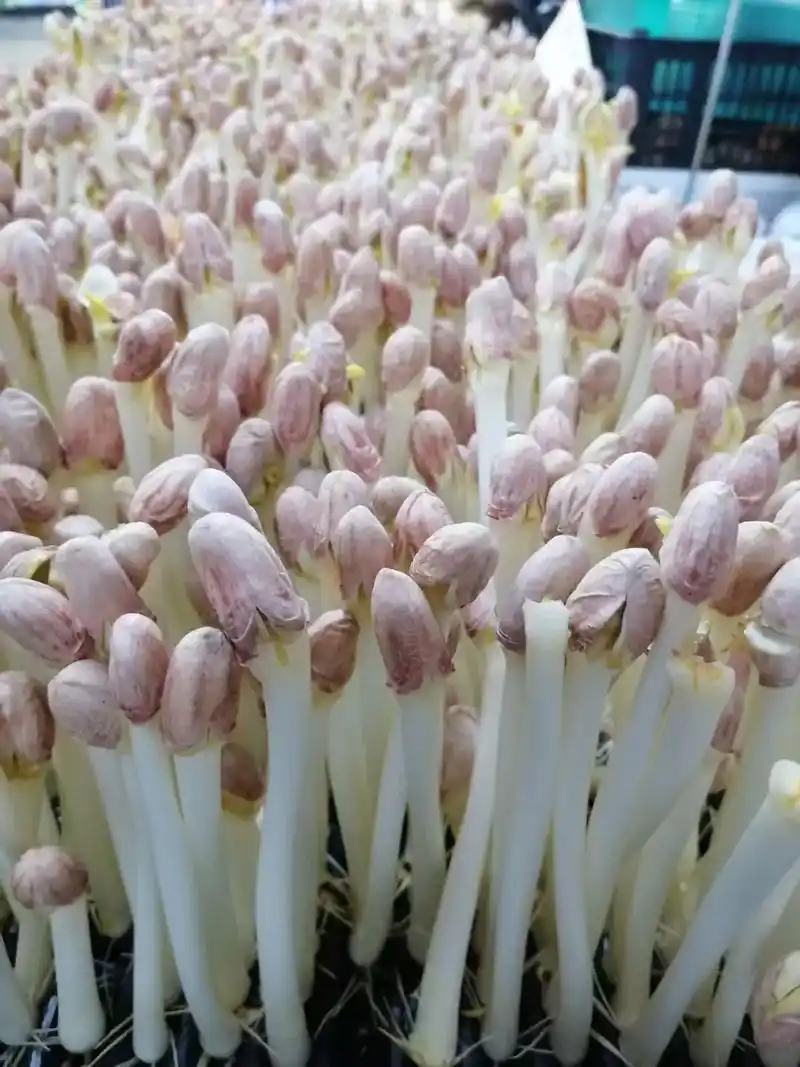 花生芽水培花生芽批发零售均可支持定制规格欢迎视频看货