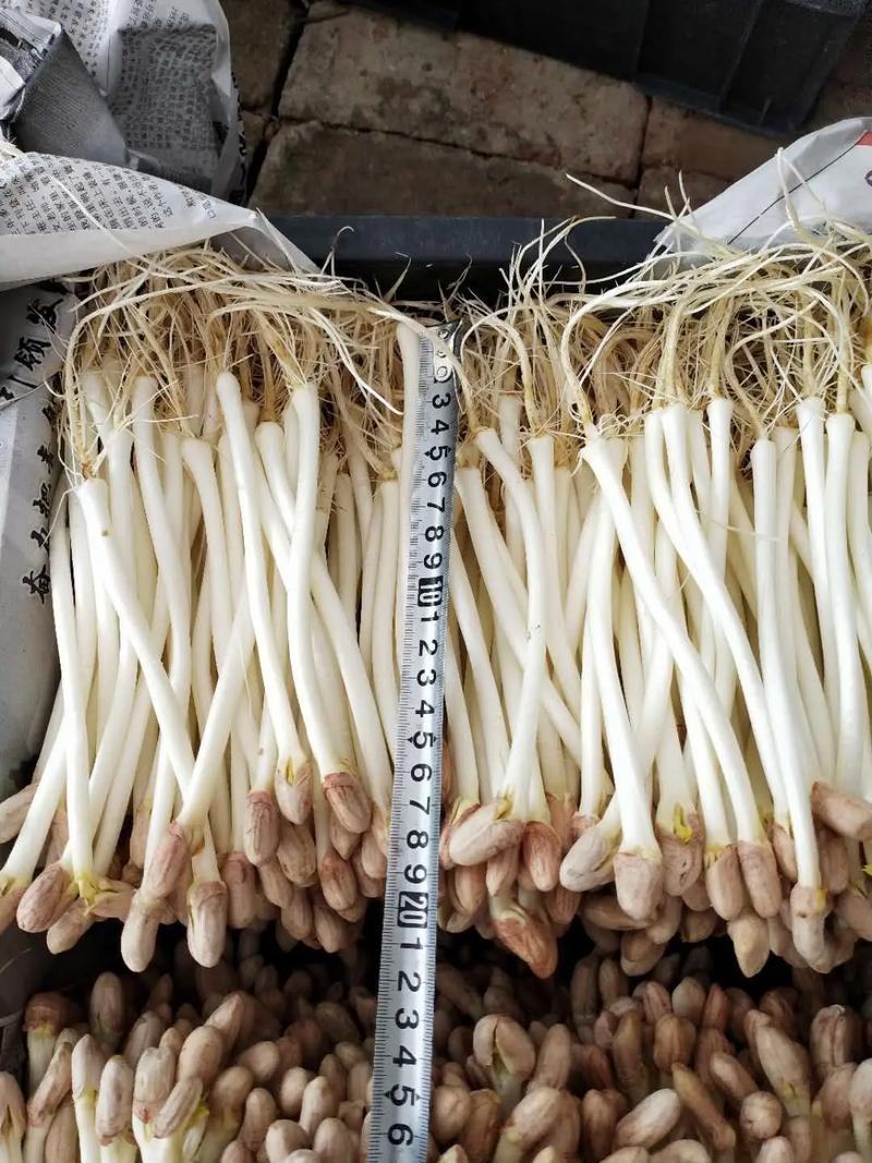 花生芽水培花生芽批发零售均可支持定制规格欢迎视频看货