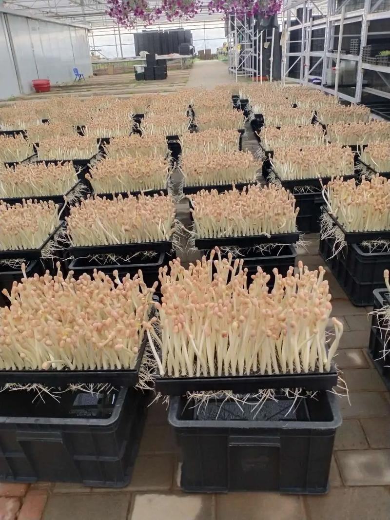 花生芽水培花生芽批发零售均可支持定制规格欢迎视频看货