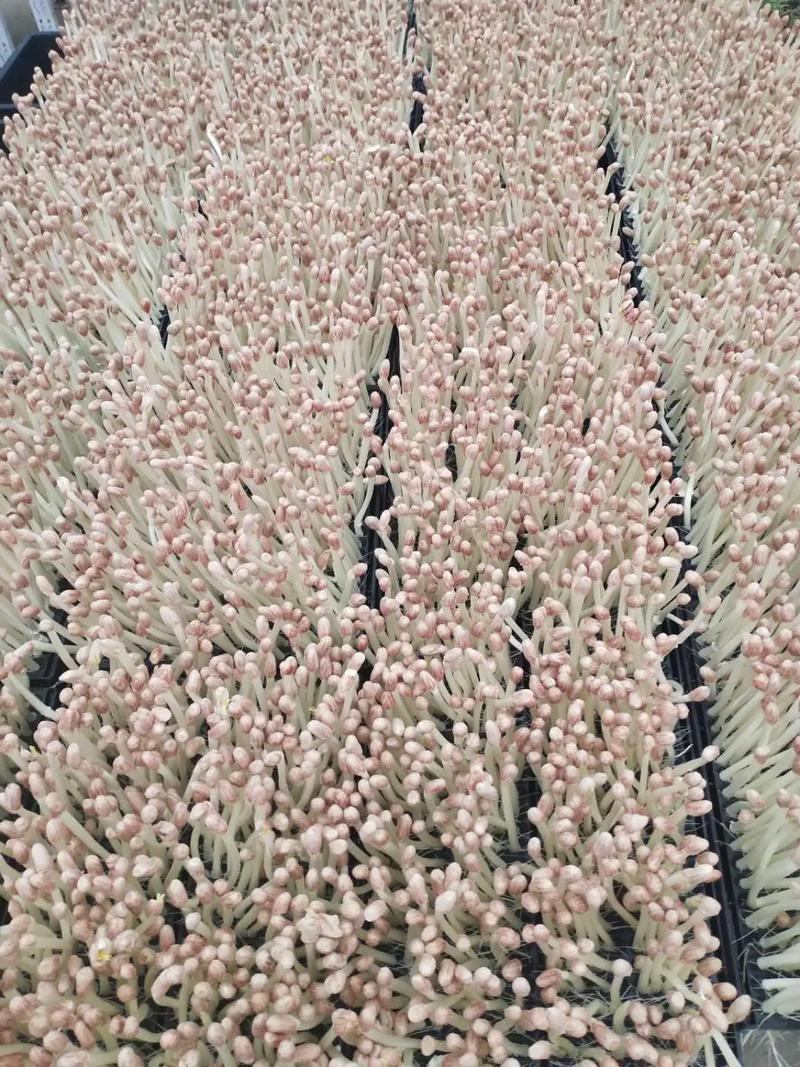 花生芽水培花生芽批发零售均可支持定制规格欢迎视频看货