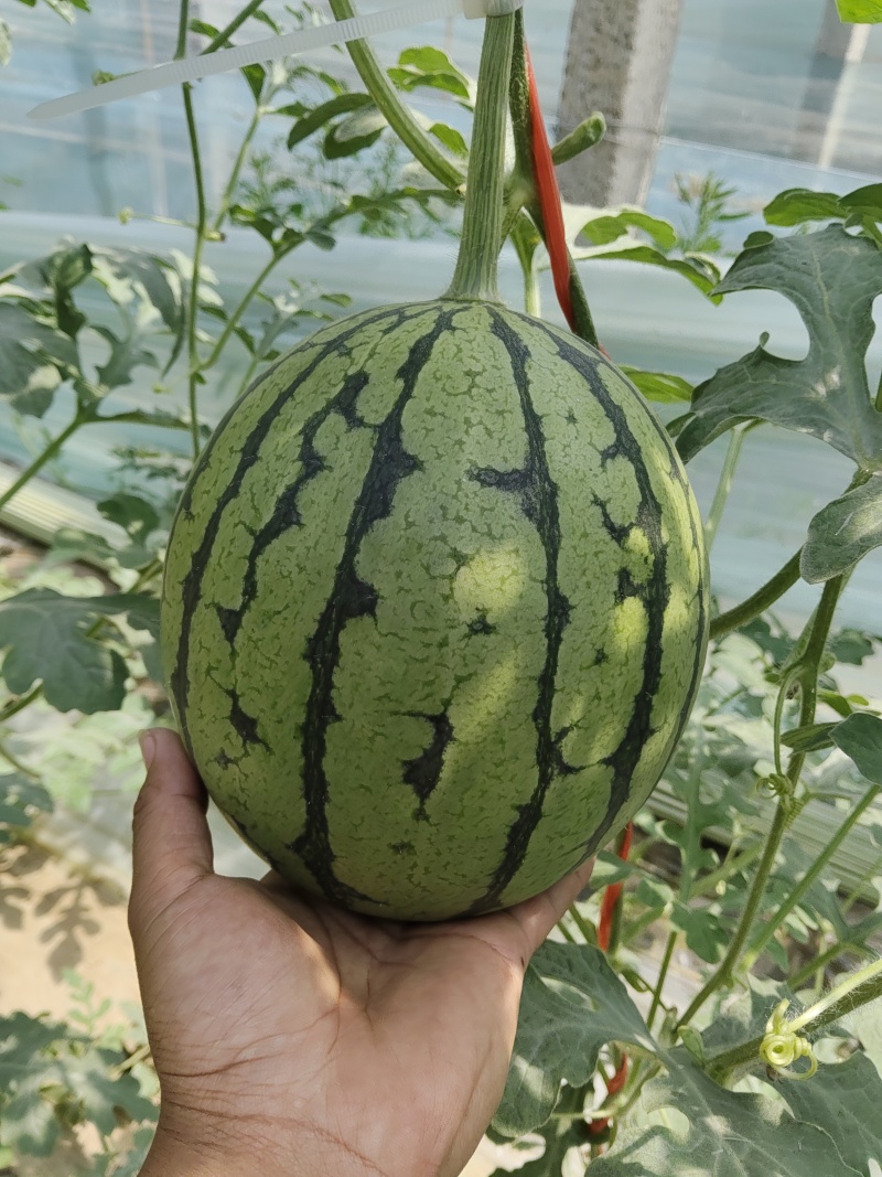 冰糖子，2K礼品小西瓜。