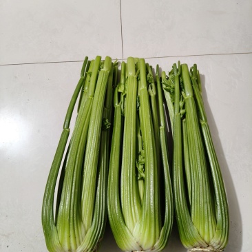 沈阳精品西芹。