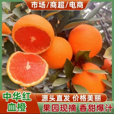 湖北中华红橙现采现发，高糖爆汁，皮薄肉厚全程保鲜配送