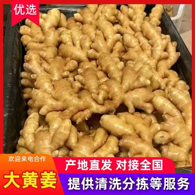 湖南【大黄姜老姜】产地批发/随到随装/产地代发全国