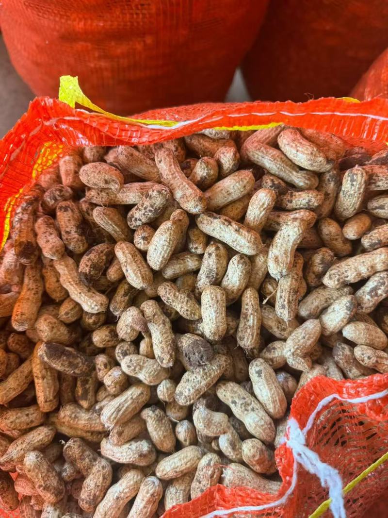 广东鲜花生，四粒红，颗粒饱满，颗粒均匀。大量供应。