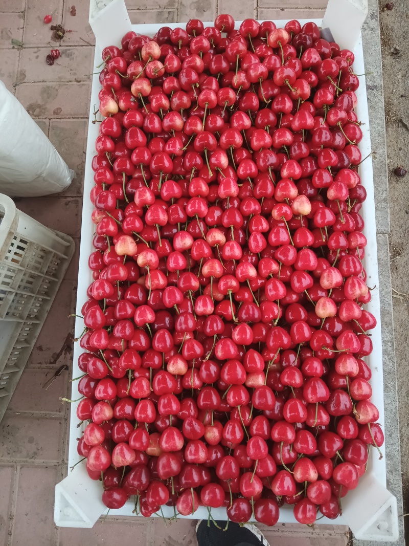 冠县美早樱桃，甜蜜多汁，**特惠！
