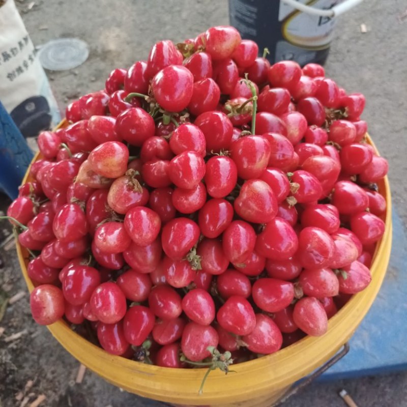冠县樱桃，品种全，质量保证万亩基地