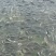 罗非鱼