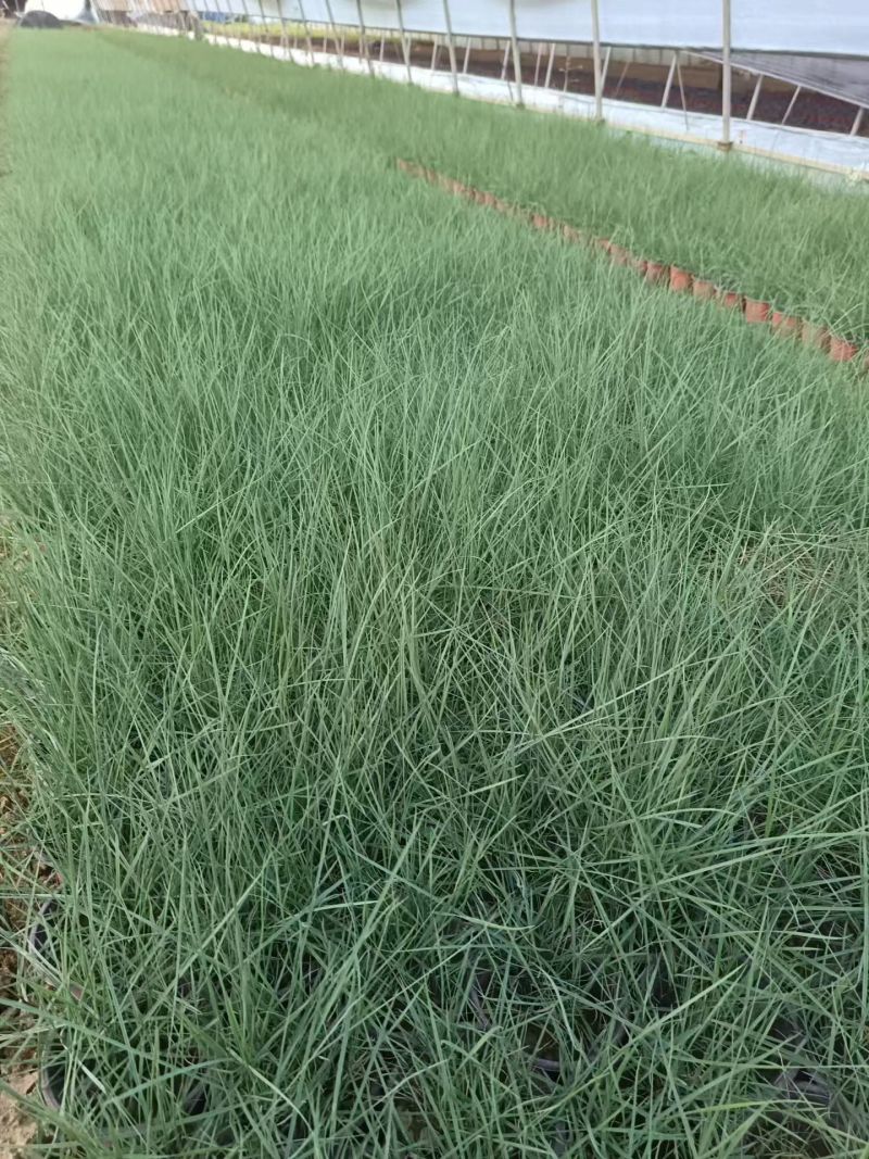 水生植物粉黛乱子草小杯、120杯，基地有量，欢迎来订购。