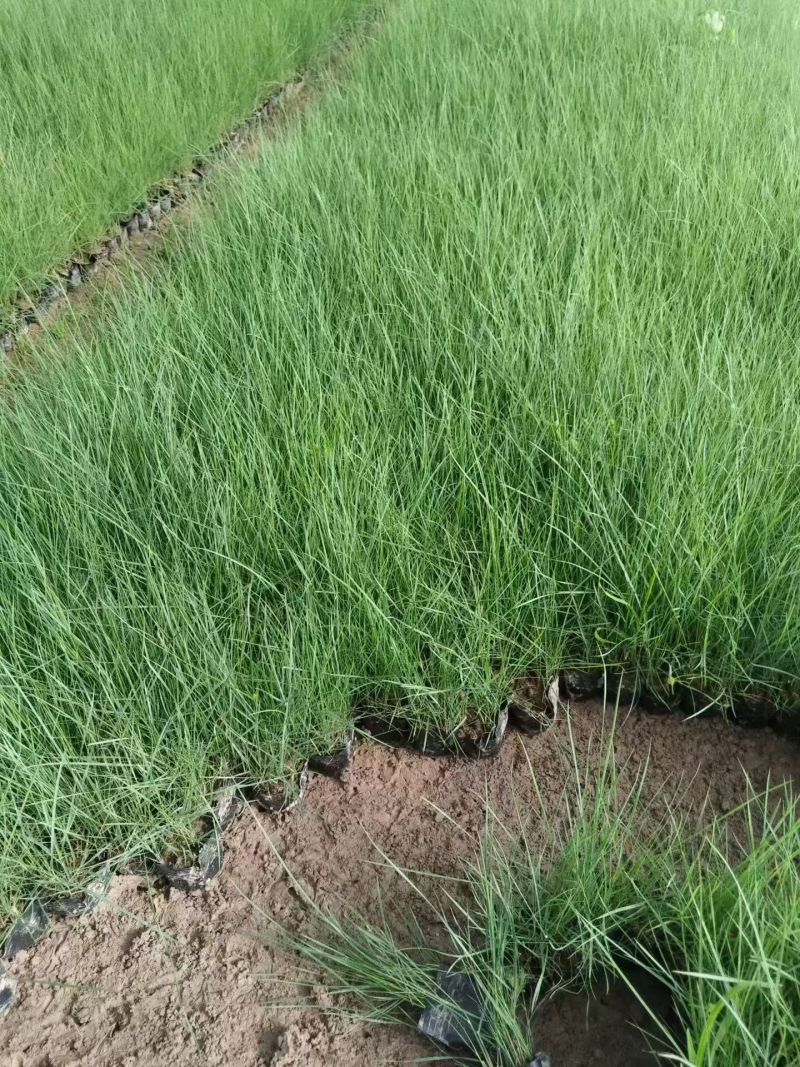 水生植物粉黛乱子草小杯、120杯，基地有量，欢迎来订购。