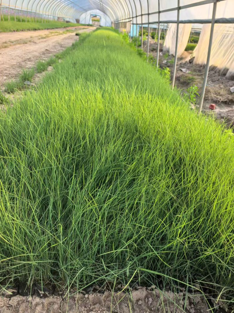 水生植物粉黛乱子草小杯、120杯，基地有量，欢迎来订购。