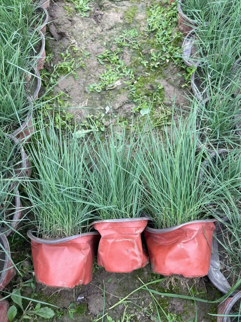 水生植物粉黛乱子草小杯、120杯，基地有量，欢迎来订购。