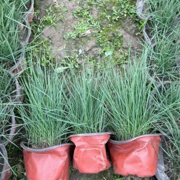 水生植物粉黛乱子草小杯、120杯，基地有量，欢迎来订购。