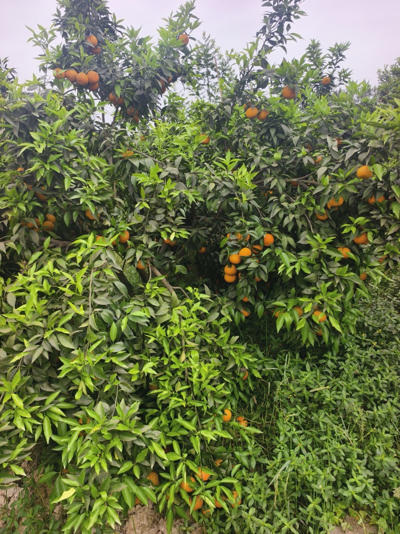 沃柑