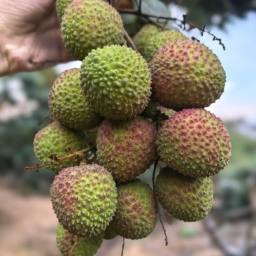 新上市广西荔枝正宗灵山荔枝妃子笑荔枝新鲜荔枝
