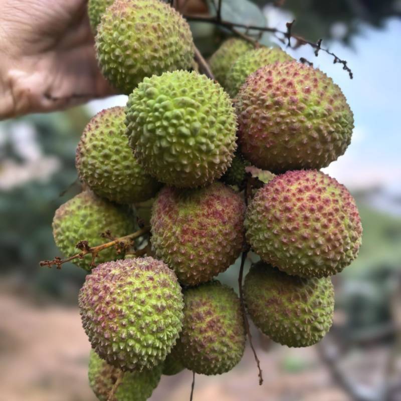 新上市广西荔枝正宗灵山荔枝妃子笑荔枝新鲜荔枝