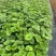 观花植物大叶吴风草，120杯、1加仑、2加仑，欢迎来订购
