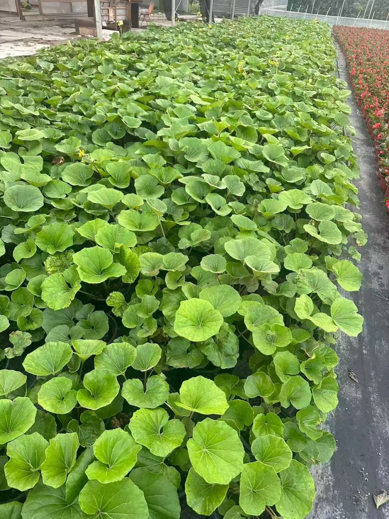 观花植物大叶吴风草，120杯、1加仑、2加仑，欢迎来订购
