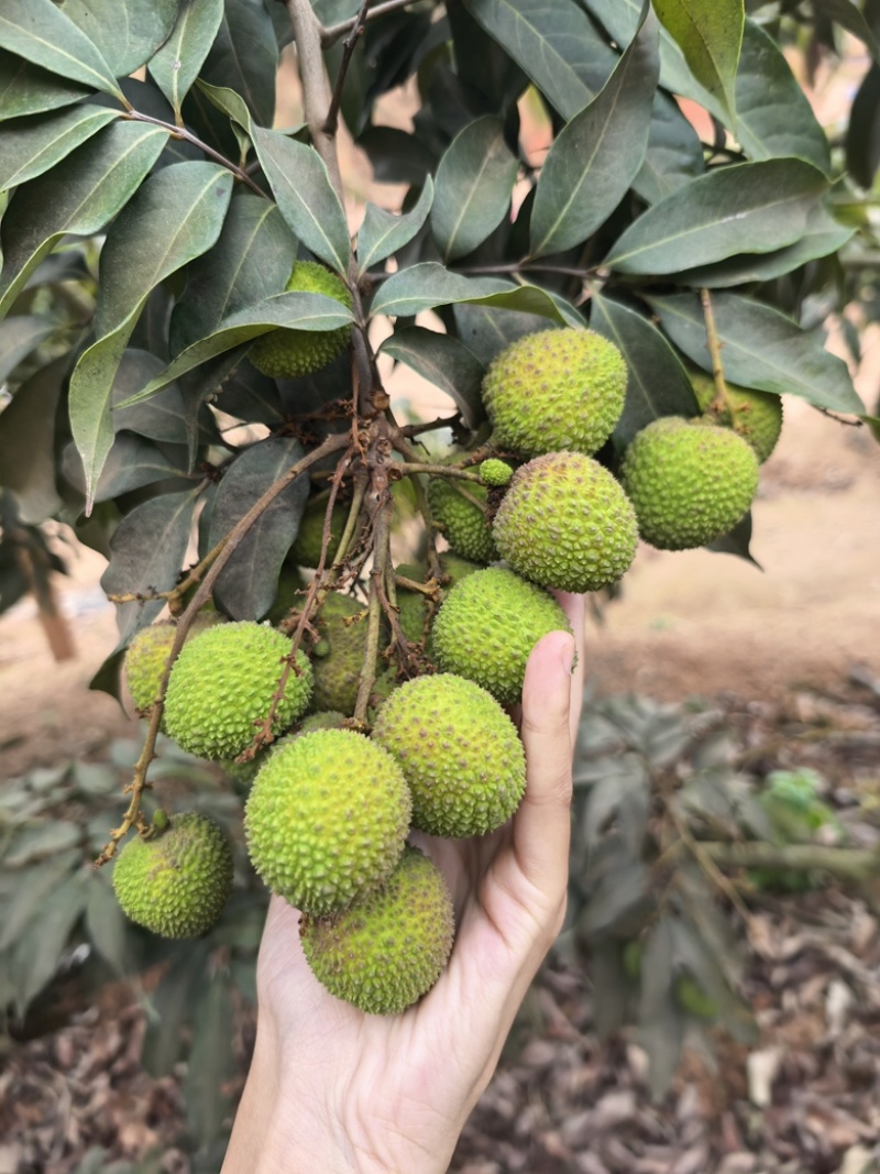 新上市广西荔枝正宗灵山荔枝妃子笑荔枝新鲜荔枝