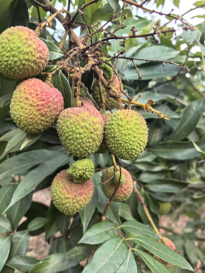 新上市广西荔枝正宗灵山荔枝妃子笑荔枝新鲜荔枝
