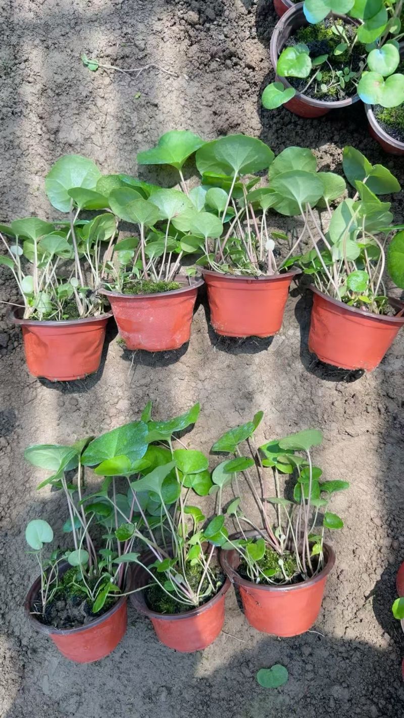 观花植物大叶吴风草，120杯、1加仑、2加仑，欢迎来订购