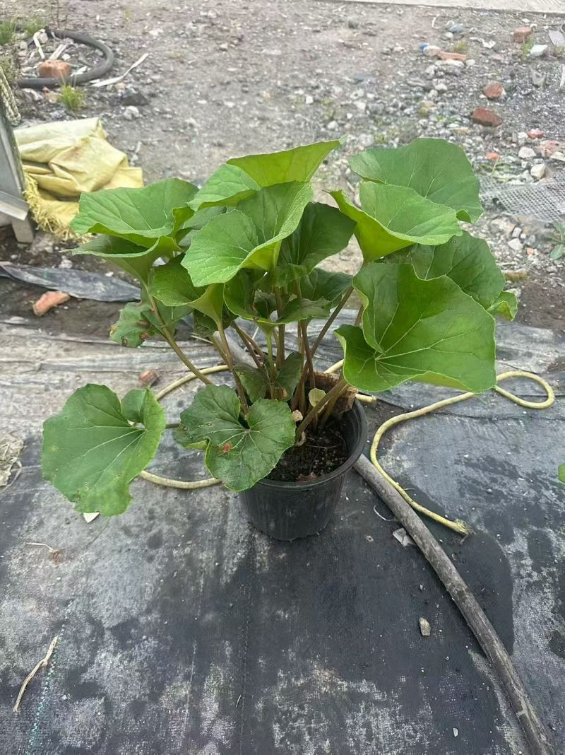 观花植物大叶吴风草，120杯、1加仑、2加仑，欢迎来订购