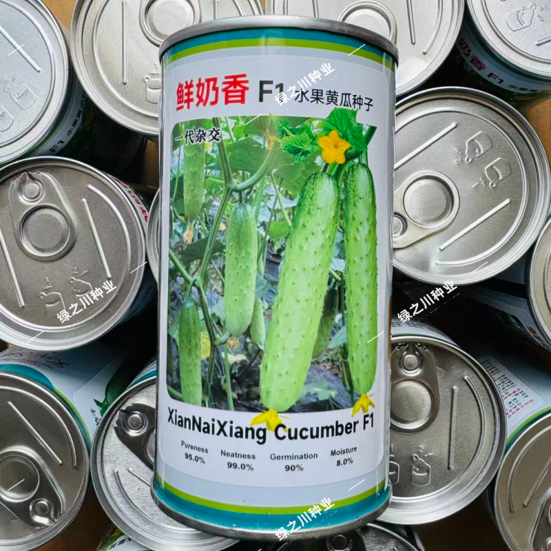 鲜奶香水果黄瓜种子脆甜全雌性耐热耐寒水果黄瓜种子清香甜脆