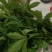 木薯叶新鲜现摘广西可食用喂宠物喂牛羊马兔