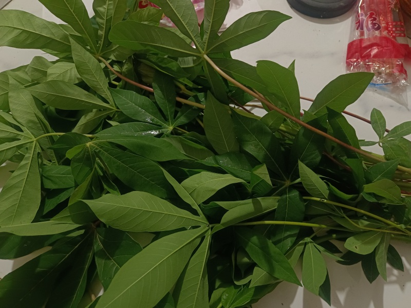 木薯叶新鲜现摘广西可食用喂宠物喂牛羊马兔