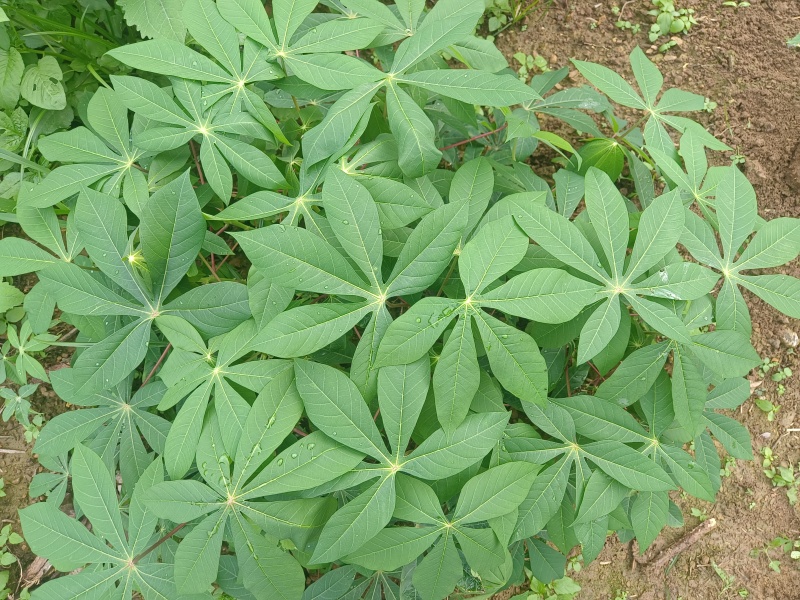 木薯叶新鲜现摘广西可食用喂宠物喂牛羊马兔