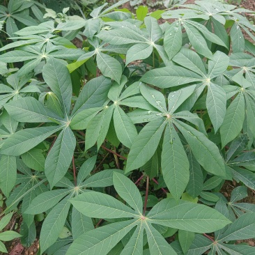 木薯叶新鲜现摘广西可食用喂宠物喂牛羊马兔