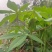 木薯叶新鲜现摘广西可食用喂宠物喂牛羊马兔
