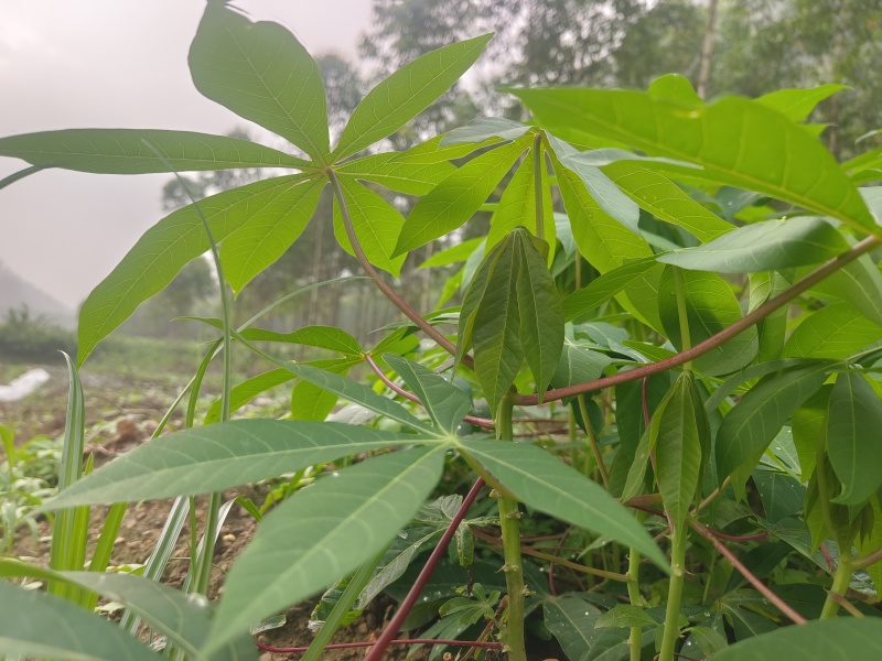 木薯叶新鲜现摘广西可食用喂宠物喂牛羊马兔