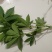 木薯叶新鲜现摘广西可食用喂宠物喂牛羊马兔
