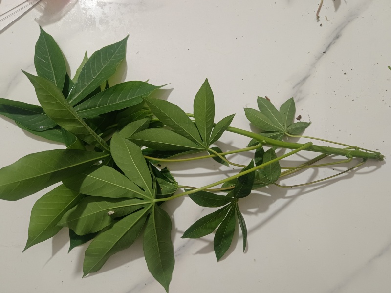 木薯叶新鲜现摘广西可食用喂宠物喂牛羊马兔