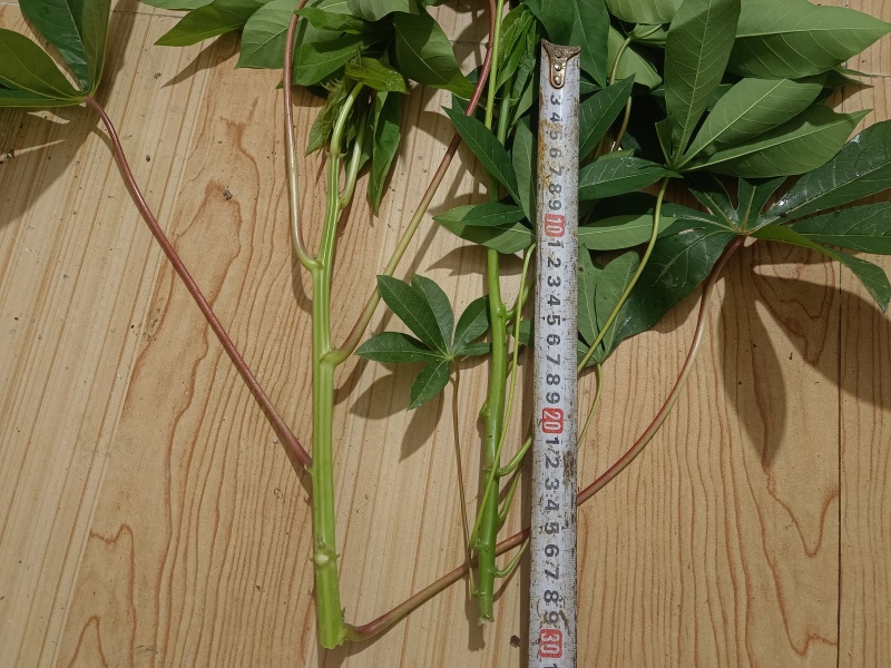 木薯叶新鲜现摘广西可食用喂宠物喂牛羊马兔