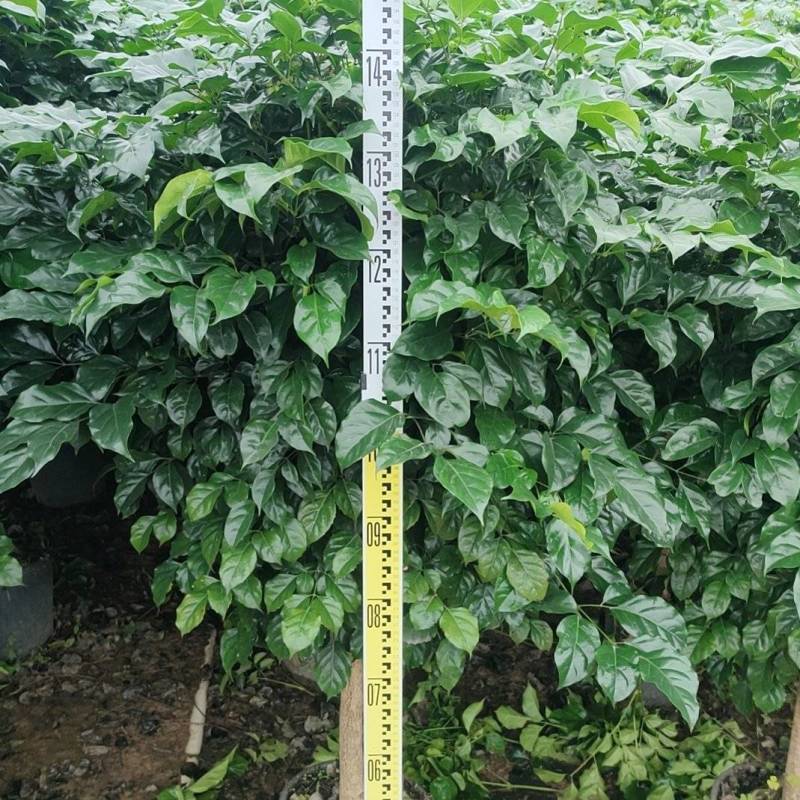 4号盆单杆幸福树1.5米高