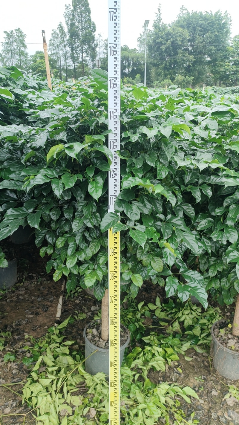 4号盆单杆幸福树1.5米高