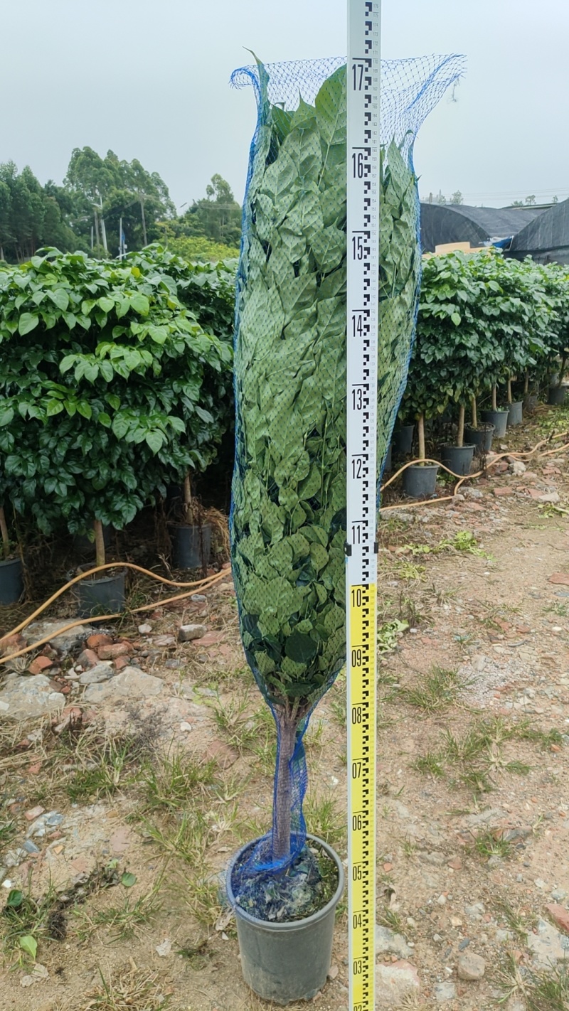 4号盆单杆幸福树1.5米高