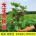 无花果苗波姬红巴劳奈布兰瑞克盆栽苗原土带叶发货