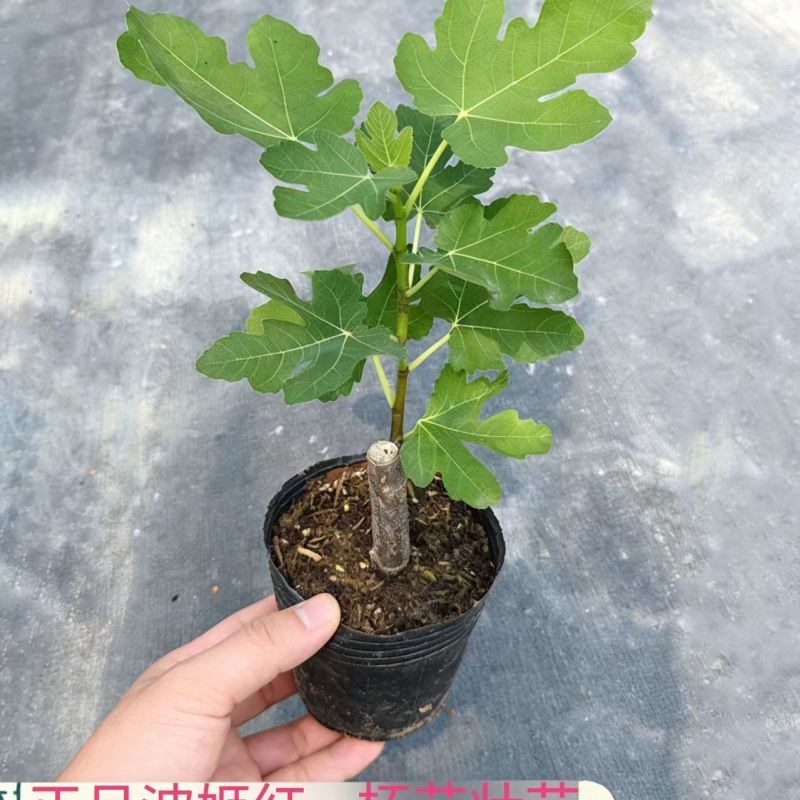 无花果苗波姬红巴劳奈布兰瑞克盆栽苗原土带叶发货