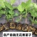 无花果苗波姬红巴劳奈布兰瑞克盆栽苗原土带叶发货