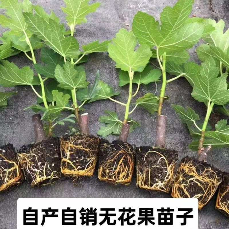 无花果苗波姬红巴劳奈布兰瑞克盆栽苗原土带叶发货