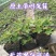 无花果苗波姬红巴劳奈布兰瑞克盆栽苗原土带叶发货